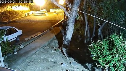 VÍDEO: Família recebe visita de onça pela 2ª vez