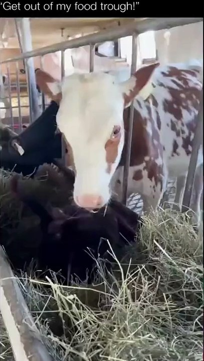 Get out from my food