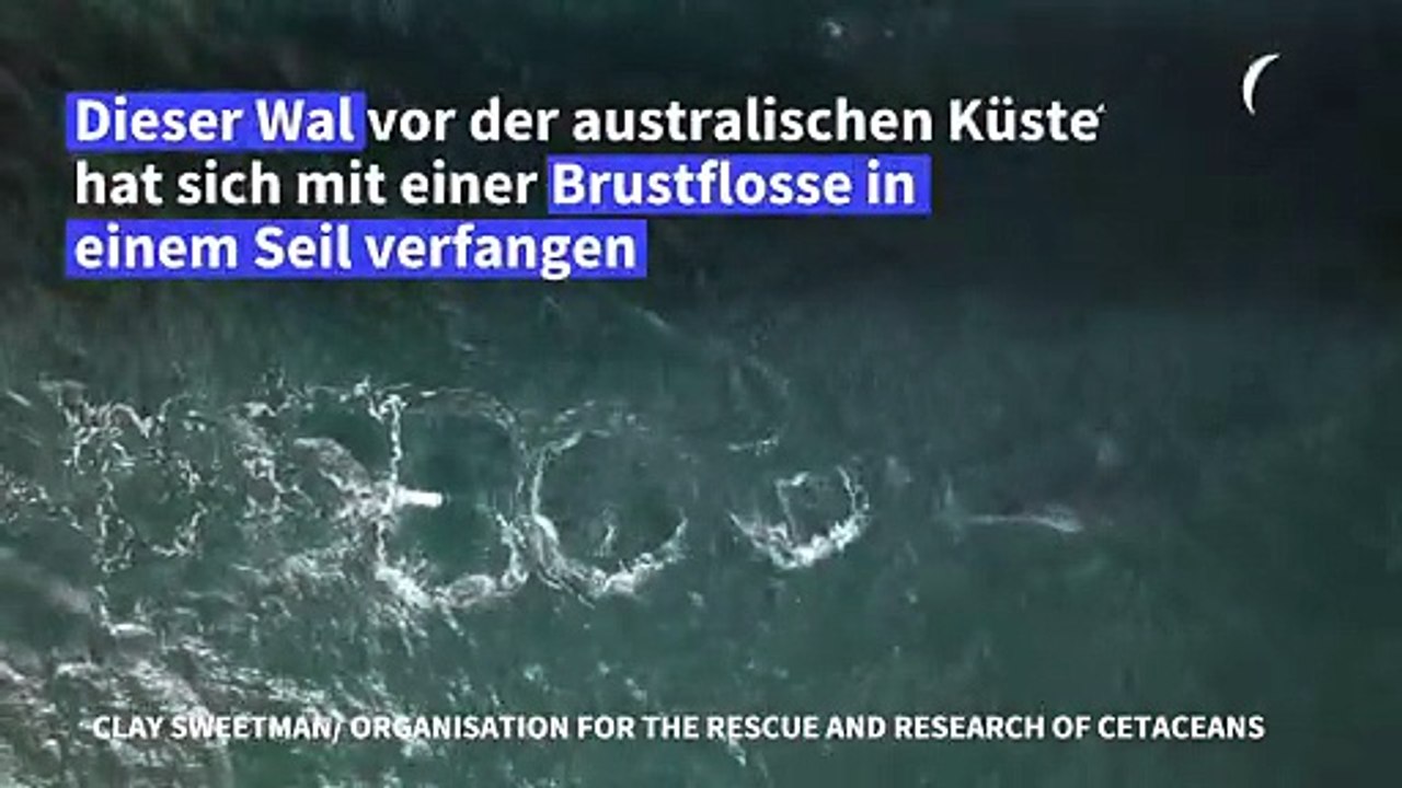 In seil verfangen: tierschützer wollen wal retten