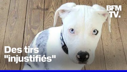 Aux États-Unis, un policier jugé pour avoir tué un chiot lors d'une intervention