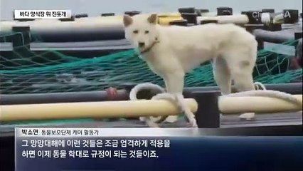 “고등어 지키려고”…양식장 진돗개 학대 논란