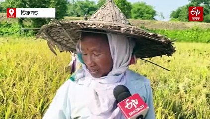 কেৱল আঘোণতেই নহয়, জেঠতো চপাব পাৰি সোণগুটি: উজনিত আৰম্ভ নতুন কৃষি বিপ্লৱ