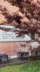 Alveare di api a Ferrara: il video