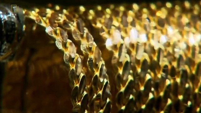 Saxon Gold New Secrets Revealed National Geographic Documentary