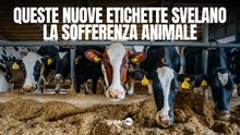 Queste nuove etichette svelano la sofferenza animale