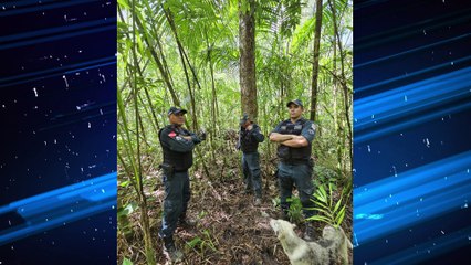 Santa Cruz do Arari: polícia encontra seis búfalos furtados em sítio