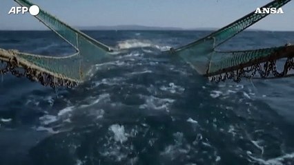 UK, Il film "Ocean" racconta la pesca a strascico e il Paese si muove verso il divieto