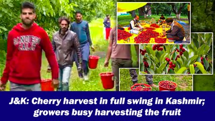 J&K: Cherry harvest in full swing in Kashmir; growers busy harvesting the fruit