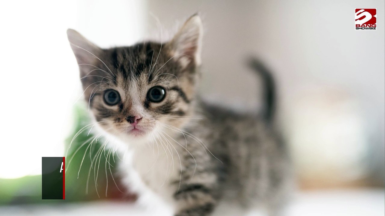 Aufgezeichnete Miau-Geräusche haben ein Kätzchen aus einem unterirdischen Fallrohr gelockt.