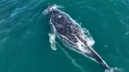 Buscan a una ballena jorobada que lleva días enredada con una cuerda y una boya