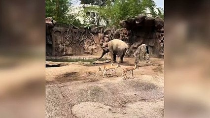 Guatemala, elefante salva una gazzella che sta annegando in uno stagno