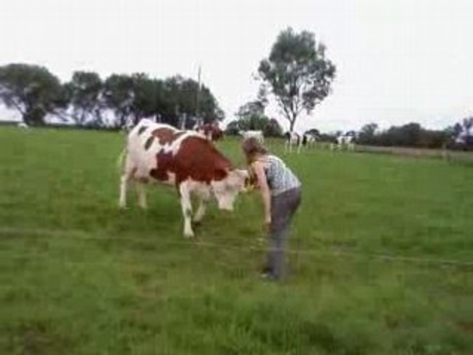 pauline et les vaches