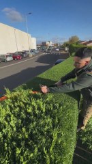 Muestra su habilidad para segar un arbusto y todos coinciden: "Muy suave"