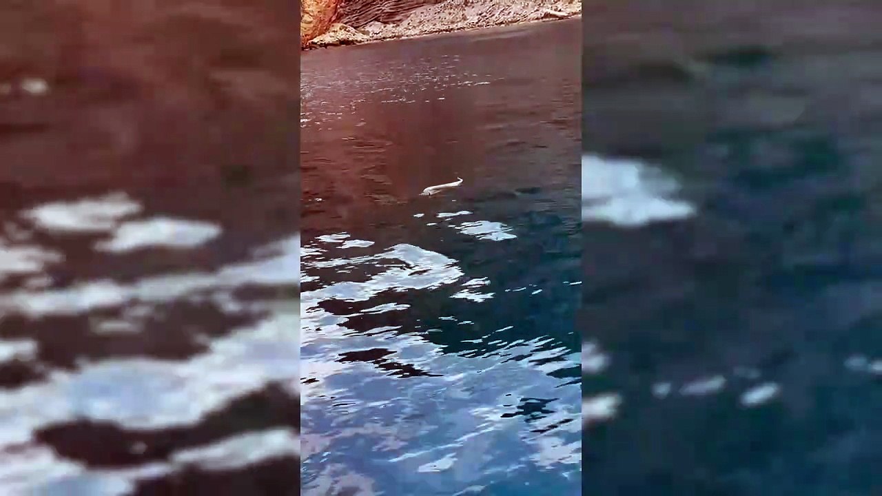 Saltan las alarmas en Ibiza por la presencia de serpientes nadadoras que pueden llegar a la isla