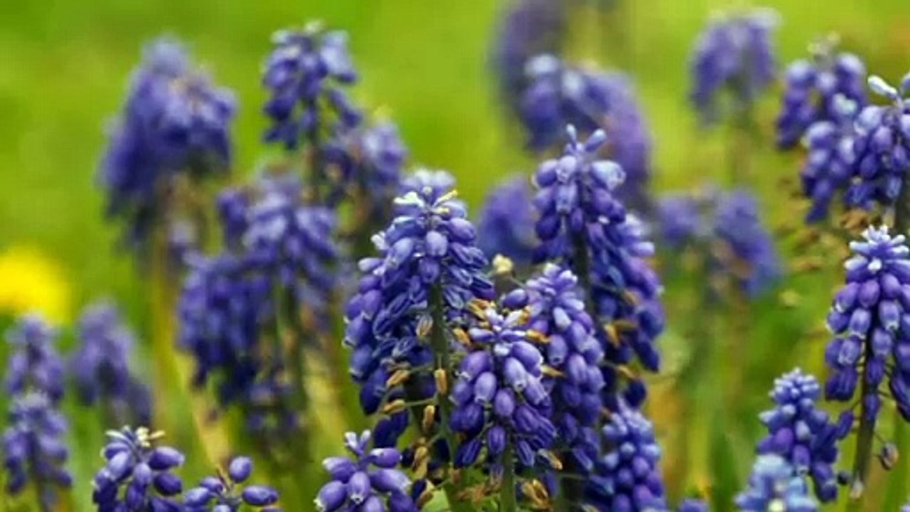 30 Min. Meditation Music Relax Mind Body - Relaxing Music, Spa Music, Healing Music#Norway ‎#United States of America  ‎#USA  ‎#Australia  ‎#Sweden ‎#Demmark  ‎#Canada  ‎#English  ‎#German  ‎#France ‎#Viral ‎ .