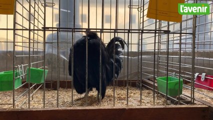 Une foire agricole de Nivelles qui fête ses 200 ans et qui reprend des couleurs