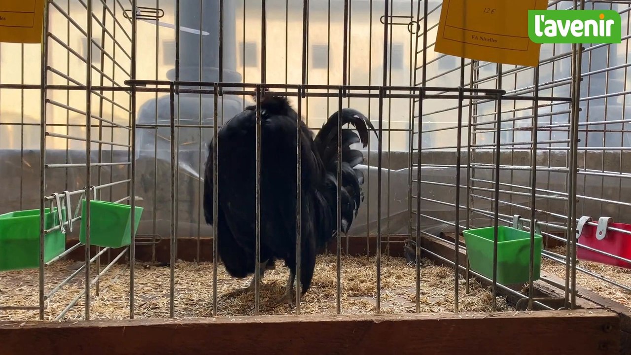 Une foire agricole de Nivelles qui fête ses 200 ans et qui reprend des couleurs