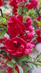 The beauty of this flower makes the heart calm and peaceful