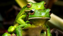 Green Tree Frog