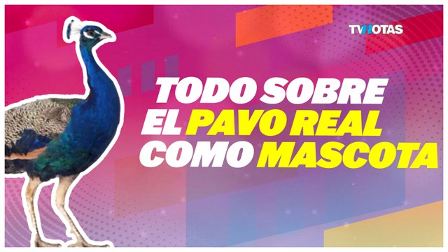 De Peludos: Todo sobre el pavo real como mascota