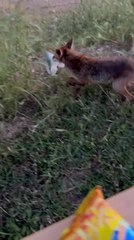 Fox Snatches Packet and Runs Off