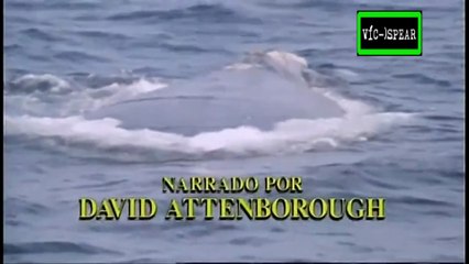 Vida Salvaje: Navegando con las ballenas - Documental (1985) Español Latino