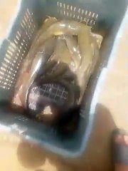 مشهد قد لا يتكرر ...صيد السمك في الطريق العام وأين في إيليزي !!