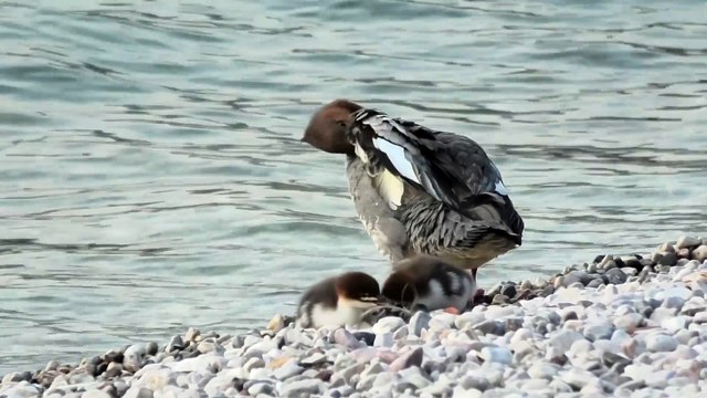 Svasso maggiore e pulli Italy Garda Lake Podiceps cristatus