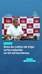 Área de cultivo de trigo se ha reducido en 40 mil hectáreas
