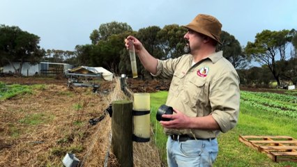 Rain brings relief and hope to farmers in drought-stricken Victoria