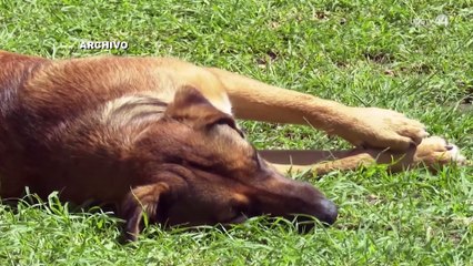 Detienen a un hombre que mató a un perro con una tabla en Tlaquepaque