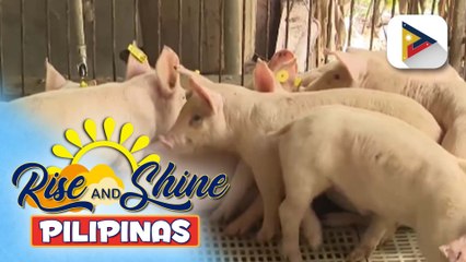 D.A., umaasang lalabas na ang bakuna kontra ASF sa 3rd quarter ng taon