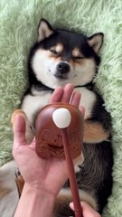 The first ear massage in 2025. #dogsoftiktok #cute #littlemanyu #shibainu #shiba #asmr