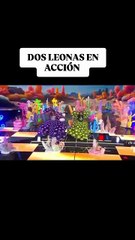 Osmariel Villalobos e Isbel Parra se enfrentan en el Miss Universe Latina