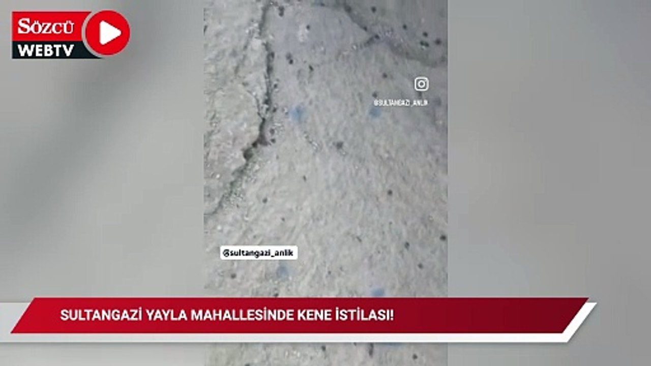 Sultangazi Yayla mahallesinde kene istilası!