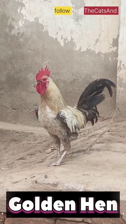 Golden Hen Breed | Desi murga | #foryou #chicken #golden #chicken @TheCatsAnd