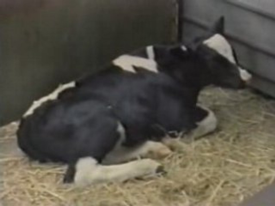 [l'Âme Animal]Le 6ieme sens des animaux
