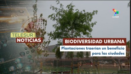 En España, la  falta de plantas y árboles que den sombra no contribuyen a bajar la temperatura