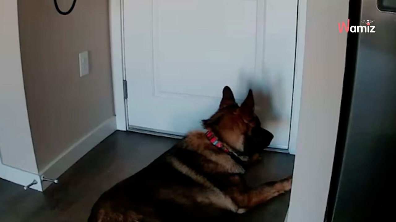 Die Kamera soll zeigen, ob ihr Hund in ihrer Abwesenheit etwas zerstört: Er hat aber nur ihr Herz gebrochen... (Video)