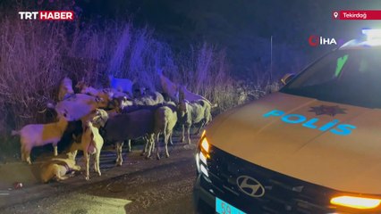 Çorlu'da çiftlikten kaçan 20 keçiyi polis buldu
