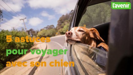Cinq astuces pour voyager avec son chien