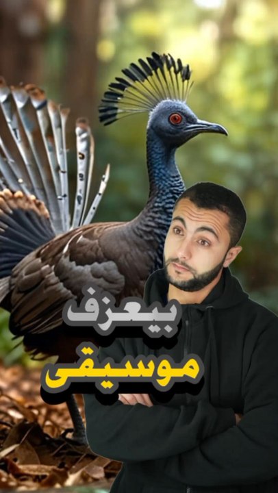 ❤️🎶🐦 طائر بيعزف موسيقى لجذب الإناثhttps://psce.pw/7q2mhr#النواة #طائر_الجنة#Alnawa #dubai🇦🇪 #dubailife #trending #Lyrebird #travel #nature #wildlife