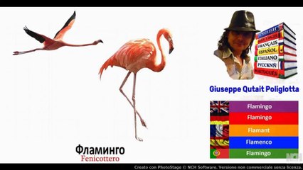 Visual Dict with Audio фламинго, василек,  цветок олеандра, тюлень