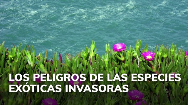 Peligros de las especies exóticas invasoras