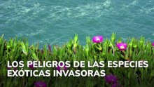 Peligros de las especies exóticas invasoras