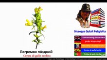 Visual Dictionary with Audio  ворона, Погремок по́здний, хризантема, крокус