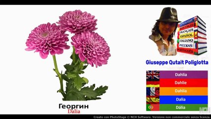 Visual Dict with Audio  Георгин, Молочай, зеленая фасоль, Боб садовый