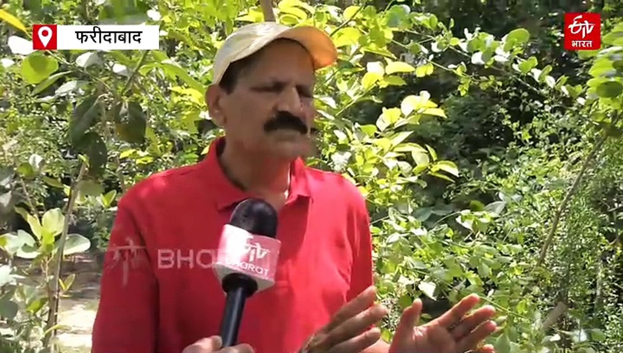 फरीदाबाद की ये सोसाइटी बनी मिनी फॉरेस्ट, लोगों...