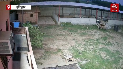 हरिद्वार में बीजेपी नेता के घर में घुसा गुलदार, कुत्ते का किया शिकार, देखिए वीडियो