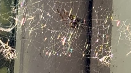 False widow battles hard to protect her home from an intruder